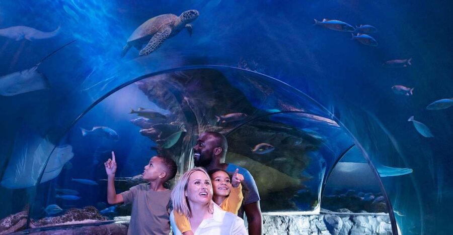 SEA LIFE Charlotte-Concord Aquarium General Admission - Why SEA LIFE Charlotte-Concord feels worth your time