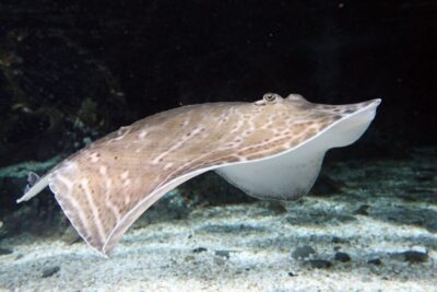 SEA LIFE Great Yarmouth - Picking your best time: quieter mornings and late afternoons