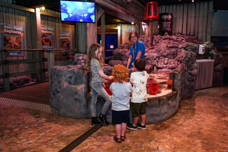 SEA LIFE Great Yarmouth - Humboldt penguins, blacktip reef sharks, and the rock pool touch