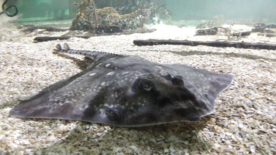 SEA LIFE Great Yarmouth - Price and value: is it worth $26.94?