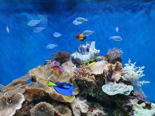 SEA LIFE Great Yarmouth General Admission - Key takeaways before you go