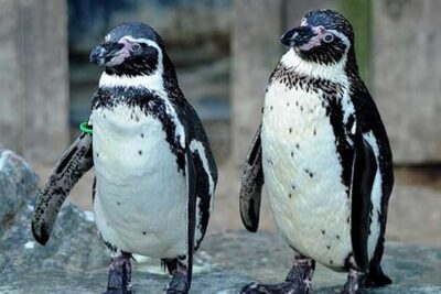 SEA LIFE Great Yarmouth General Admission - Crocodile Enclosure plus shark viewing: the spots that hold attention