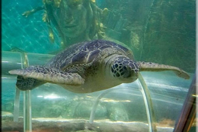 SEA LIFE Great Yarmouth General Admission - Rockpool touch experience: starfish, sea anemones, and crabs