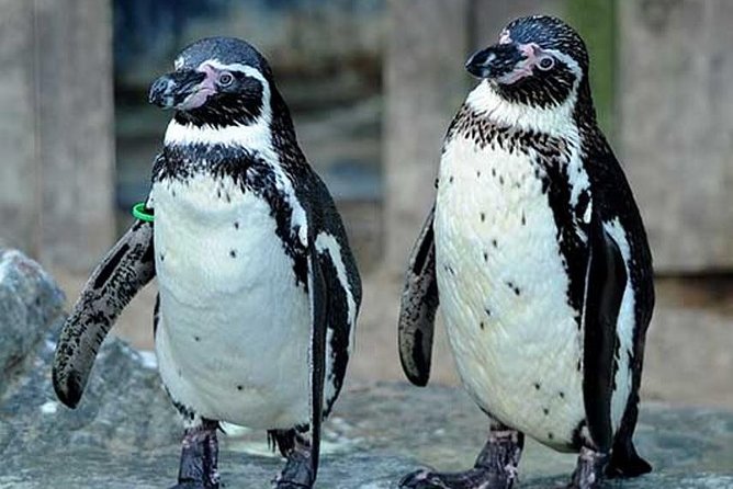 SEA LIFE Great Yarmouth General Admission - Crocodile Enclosure plus shark viewing: the spots that hold attention