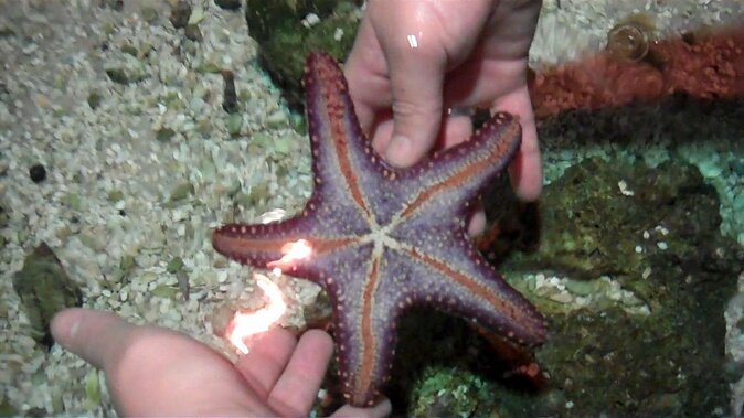 SEA LIFE Hannover Ticket - SEA LIFE Hannover in plain terms: a calm indoor aquarium with big variety