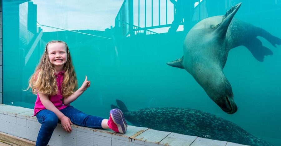 Sea Life Hunstanton - The 187,500-liter ocean tank: scale you can feel