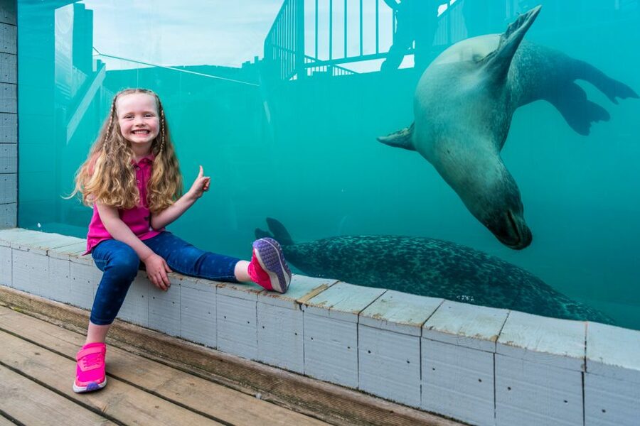 Sea Life Hunstanton - Seal sanctuary outside: underwater views and real feeding timing