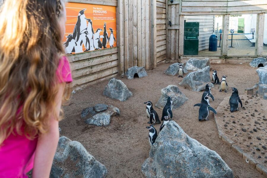 Sea Life Hunstanton - Rainforest Rangers: the themed animal encounters that kids remember