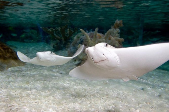 SEA LIFE Kansas City Aquarium Admission Ticket - Key highlights worth your attention