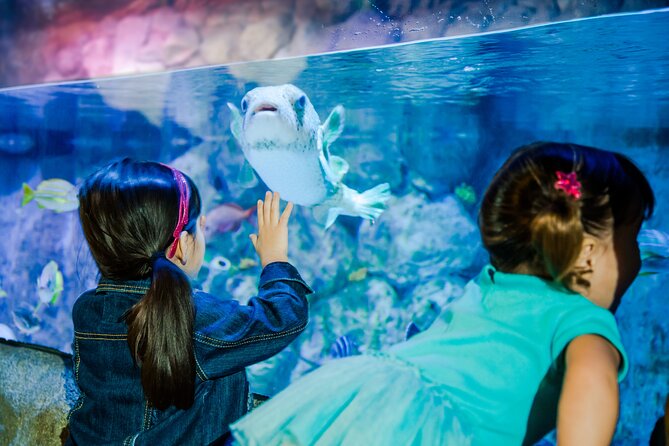 SEA LIFE Kansas City Aquarium Admission Ticket - Touch pools and hands-on moments: fun for kids, mixed feelings for adults