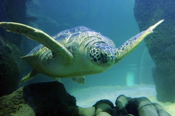 SEA LIFE Kansas City Aquarium Admission Ticket - Jellyfish, seahorses, octopus, and the “wait for it” exhibits