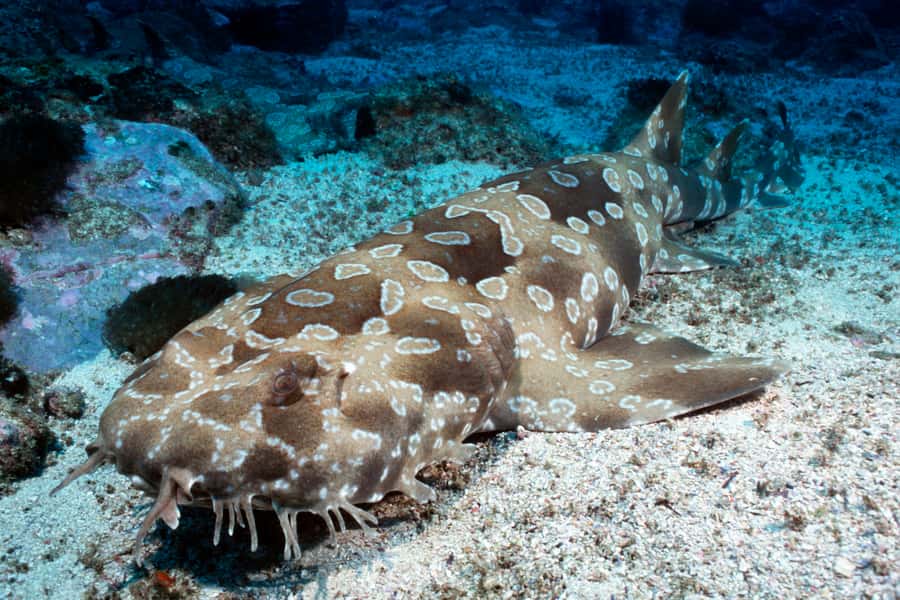 Sea Life Kelly Tarlton's Aquarium General Admission - Why SEA LIFE Kelly Tarlton’s Is Worth a Full Day in Auckland