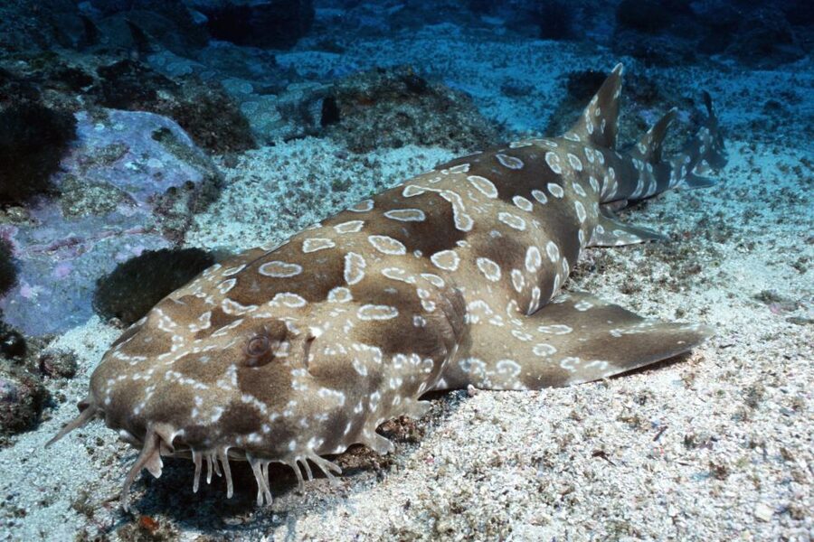 Sea Life Kelly Tarlton's Aquarium General Admission - Tickets, Value, and What You Really Get for $23
