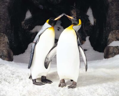Sea Life Kelly Tarlton's Aquarium General Admission - Penguin Ice Adventure: The Polar Warm-Up Before the Main Event