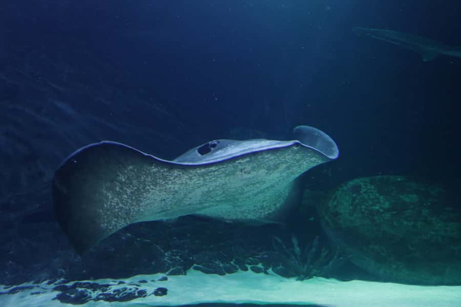 Sea Life Kelly Tarlton's Aquarium General Admission - Rockpool and Starfish Touch: Hands-On Without Being Gross