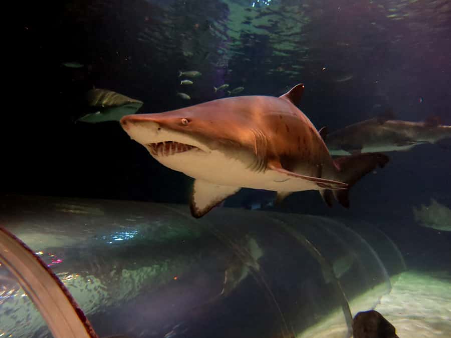 Sea Life Kelly Tarlton's Aquarium General Admission - The Most Efficient Route If You’re Short on Time