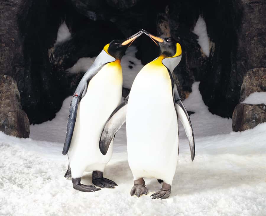 Sea Life Kelly Tarlton's Aquarium General Admission - Penguin Ice Adventure: The Polar Warm-Up Before the Main Event