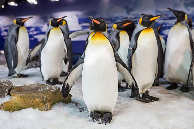 SEA LIFE Kelly Tarlton's General Admission - Southern Ocean meets Antarctic fantasy in Auckland’s waterfront world