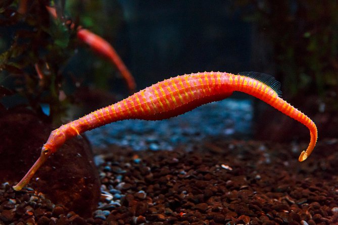 SEA LIFE Kelly Tarlton's General Admission - Jellyfish, rescued turtles, and “what we do” education moments