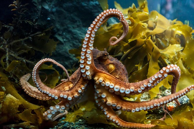 SEA LIFE Kelly Tarlton's General Admission - The themed zones matter more than you think