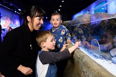 SEA LIFE London Aquarium Admission Ticket - The Pacific Zone and Shark Walk: the moment most people remember