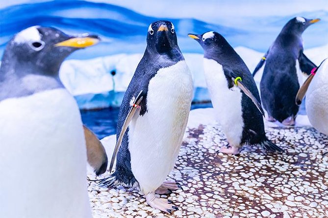 SEA LIFE London Aquarium Admission Ticket - Atlantic Ocean zone: jellyfish, octopus, and the calmer pace