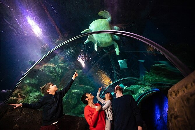 SEA LIFE London Aquarium Admission Ticket - Practical pacing: how to tour for maximum fun (and less fuss)