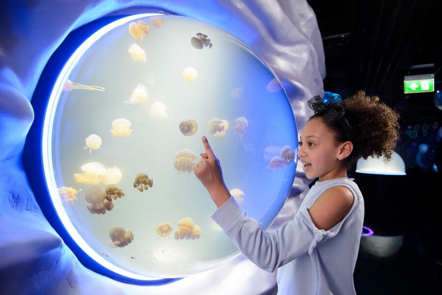 SEA LIFE London & DreamWorks Shrek's Adventure: Combo Ticket - Sharks Plus Coral Kingdom: The Headline Stops You’ll Remember