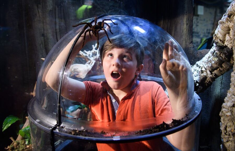 SEA LIFE London & DreamWorks Shrek's Adventure: Combo Ticket - Mangroves and Ocean Invaders: Smaller Species, Big Interest