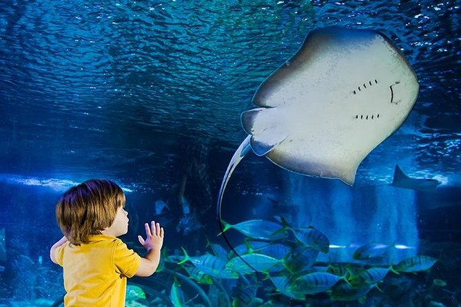 SEA LIFE Manchester Admission Ticket - Key Things That Make This SEA LIFE Manchester Ticket Worth It