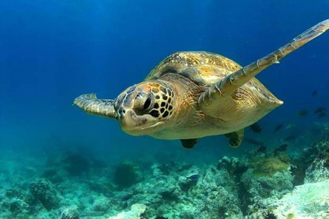 SEA LIFE Manchester Admission Ticket - SEA LIFE Manchester: A Solid 2-Hour Family Aquarium in Manchester