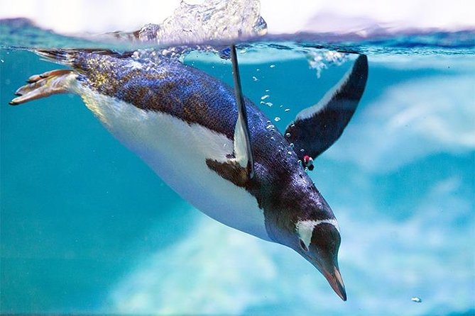 SEA LIFE Manchester Admission Ticket - Starting With Turtle Beach 3D: The Best Way to Get Everyone Paying Attention