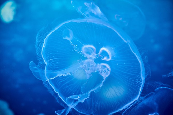 SEA LIFE Melbourne Aquarium Admission Ticket - Quick hit highlights before you go
