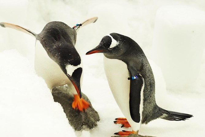 SEA LIFE Melbourne Aquarium Admission Ticket - Penguin Playground and Antarctica: the slide moment that anchors the visit