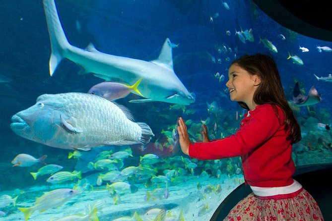 SEA LIFE Melbourne Aquarium Admission Ticket - Daily feedings and expert talks: the easiest upgrade to a normal aquarium day