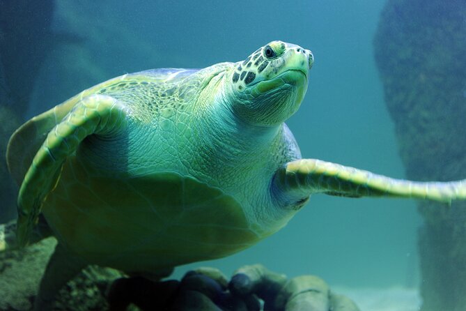 SEA LIFE Michigan Aquarium Admission Ticket - SEA LIFE Michigan Aquarium: what you’ll actually see in 90 minutes