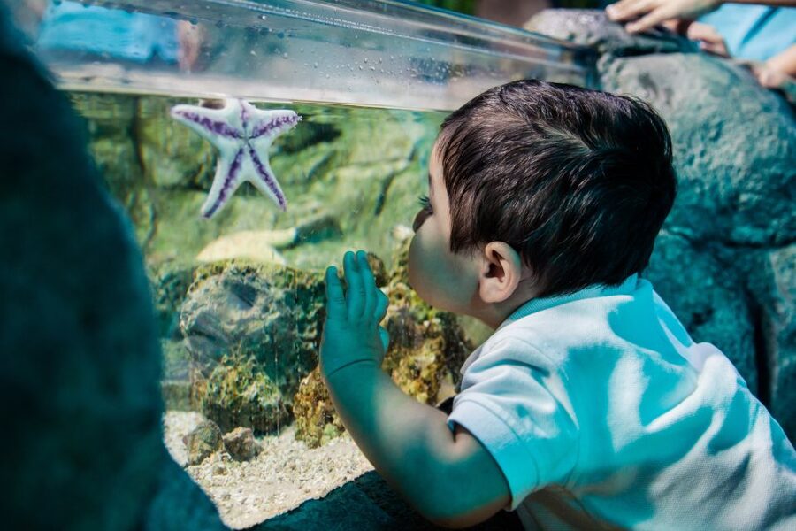 SEA LIFE Michigan Aquarium General Admission - Ocean Tunnel stroll with thousands of tropical fish overhead