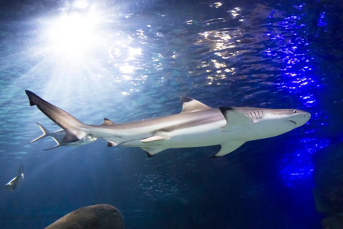 SEA LIFE Munich Admission Ticket - The kid-friendly extras that actually work