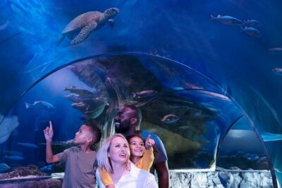 SEA LIFE New Jersey Admission Tickets at American Dream - Key things to know before you go