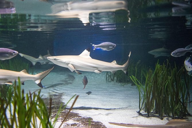 SEA LIFE Oberhausen Admission Ticket - SEA LIFE Oberhausen Admission Ticket: What You Get in 1–2 Hours
