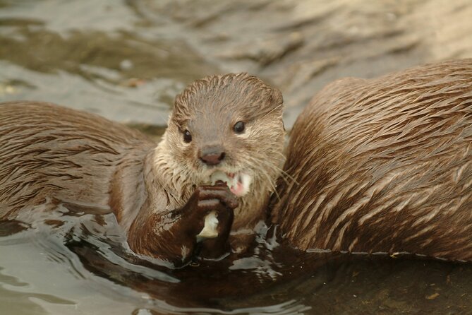 SEA LIFE Oberhausen Admission Ticket - Getting There at Zum Aquarium 1 and Handling Peak-Season Lines