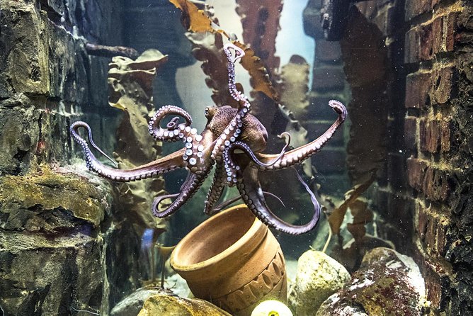 SEA LIFE Oberhausen Admission Ticket - The Underwater Dome: Reef Sharks and Sting Rays Without Wading