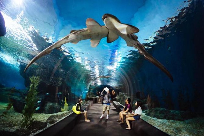 SEA LIFE Ocean World at Bangkok Admission Ticket - Open Ocean’s 270-degree tunnel—and the Shark Walk