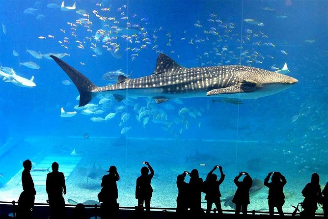 SEA LIFE Ocean World at Bangkok Admission Ticket - What you’ll see: sharks, stingrays, seahorses, and sea jellies