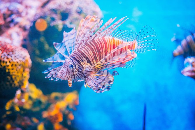 SEA LIFE Ocean World at Bangkok Admission Ticket - Who should book SEA LIFE Ocean World Bangkok