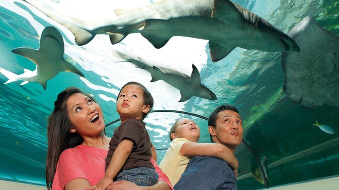 SEA LIFE Orlando Aquarium Admission Ticket at ICON Park - Key takeaways before you go