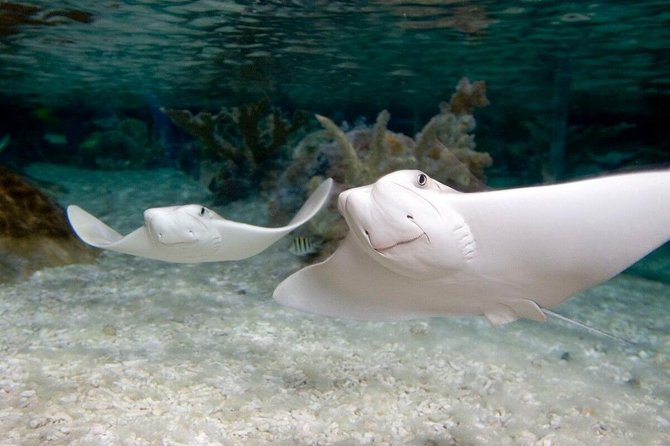 SEA LIFE Orlando Aquarium Admission Ticket at ICON Park - Sharks and stingrays: the 360-degree tunnel moment