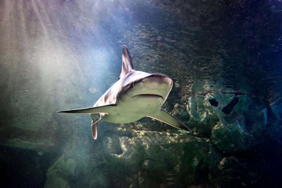 SEA LIFE Paris: Admission Ticket - SEA LIFE Paris at Val d’Europe: what you’re really paying for