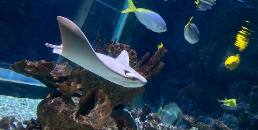 SEA LIFE Paris: Admission Ticket - Practical planning: timing, rules, and how to avoid a frustrating finish