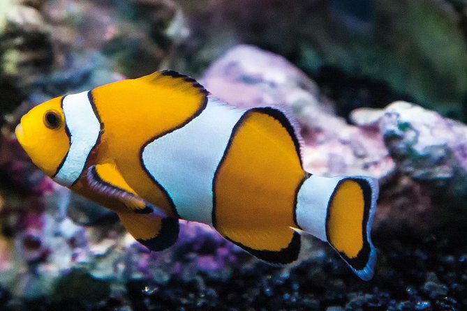 SEA LIFE Paris Val d'Europe Aquarium Entry Ticket - Price and Value for a Family Day Around Marne-la-Vallée